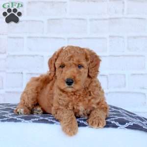 Nathan, Mini Goldendoodle Puppy
