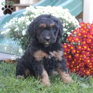 Nathan, Standard Poodle Mix Puppy