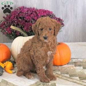 Nathan, Goldendoodle Puppy