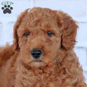 Nathan, Mini Goldendoodle Puppy