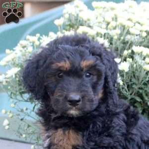 Nathan, Standard Poodle Mix Puppy