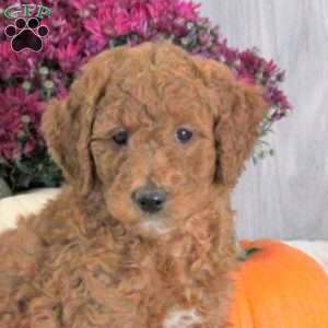 Nathan, Goldendoodle Puppy