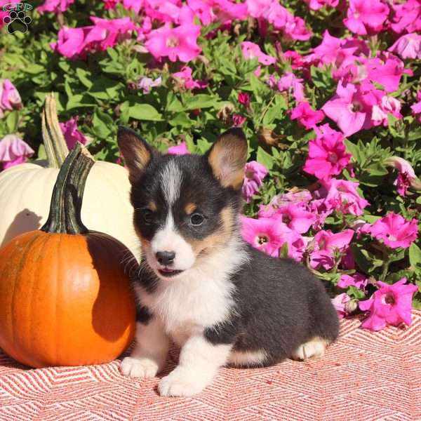 Navi, Pembroke Welsh Corgi Puppy