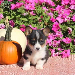 Navi, Pembroke Welsh Corgi Puppy