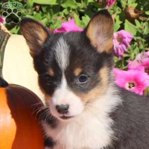 Navi, Pembroke Welsh Corgi Puppy