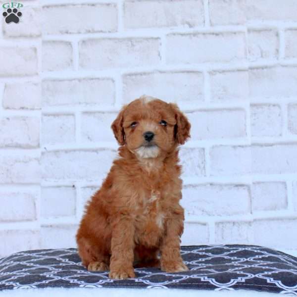 Nellie, Mini Goldendoodle Puppy