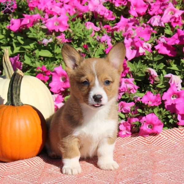 Nellie, Pembroke Welsh Corgi Puppy
