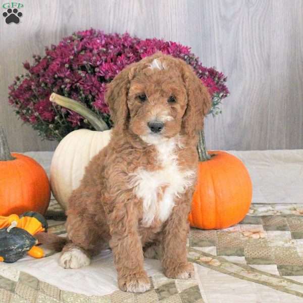 Nellie, Goldendoodle Puppy