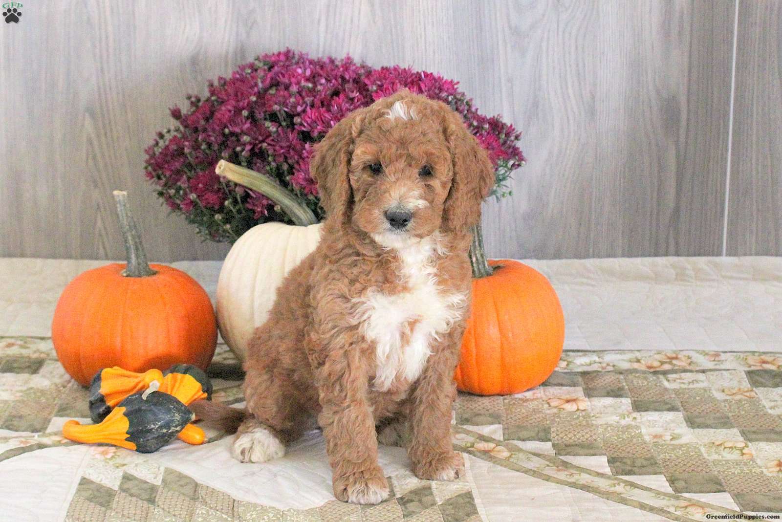 Nellie (Doodle / designer cross, Female) in Kinzers, PA