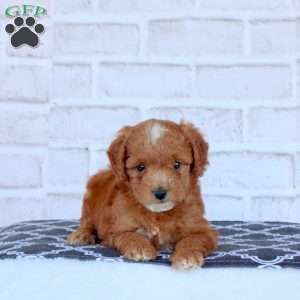 Nellie, Mini Goldendoodle Puppy