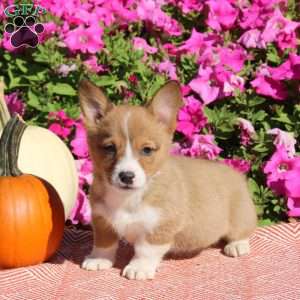 Nellie, Pembroke Welsh Corgi Puppy