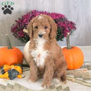 Nellie, Goldendoodle Puppy