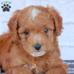 Nellie, Mini Goldendoodle Puppy