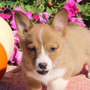 Nellie, Pembroke Welsh Corgi Puppy