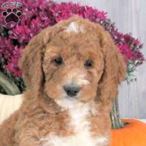 Nellie, Goldendoodle Puppy