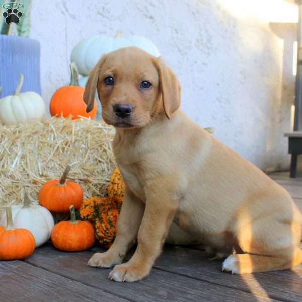 Nelson, Fox Red Labrador Retriever Puppy