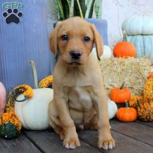 Nelson, Fox Red Labrador Retriever Puppy