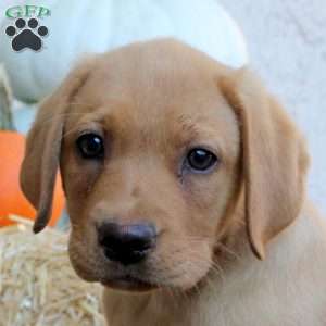 Nelson, Fox Red Labrador Retriever Puppy