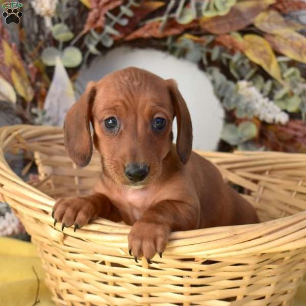 Neptune, Dachshund Puppy