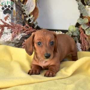 Neptune, Dachshund Puppy