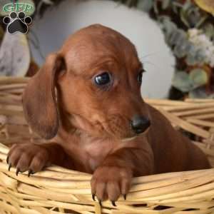 Neptune, Dachshund Puppy