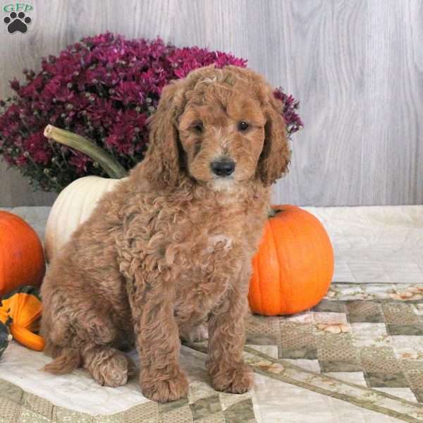 Nick, Goldendoodle Puppy