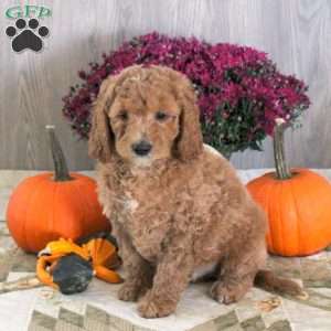 Nick, Goldendoodle Puppy