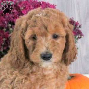 Nick, Goldendoodle Puppy