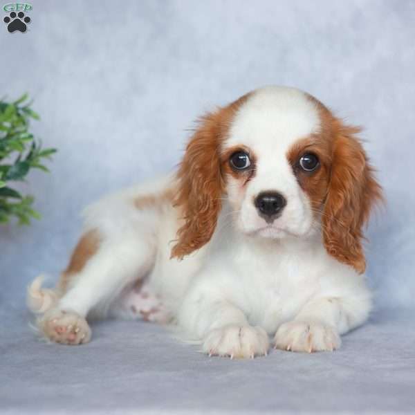 Nico, Cavalier King Charles Spaniel Puppy