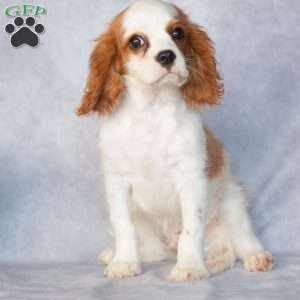 Nico, Cavalier King Charles Spaniel Puppy