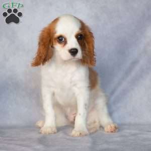 Nico, Cavalier King Charles Spaniel Puppy