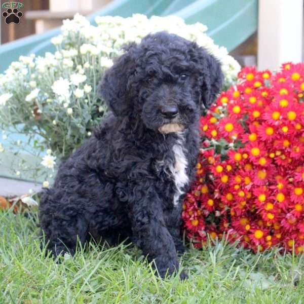 Nico, Standard Poodle Mix Puppy