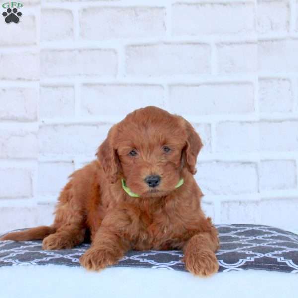 Nico, Mini Goldendoodle Puppy