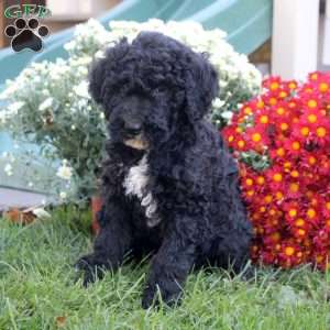 Nico, Standard Poodle Mix Puppy