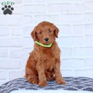 Nico, Mini Goldendoodle Puppy