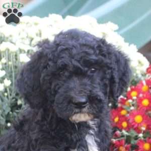 Nico, Standard Poodle Mix Puppy