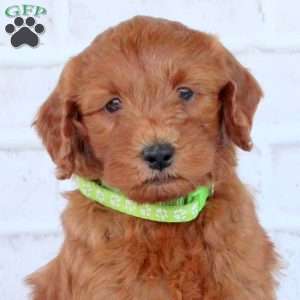 Nico, Mini Goldendoodle Puppy