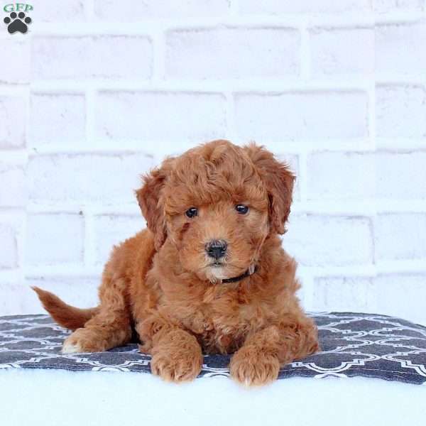 Nicole, Mini Goldendoodle Puppy