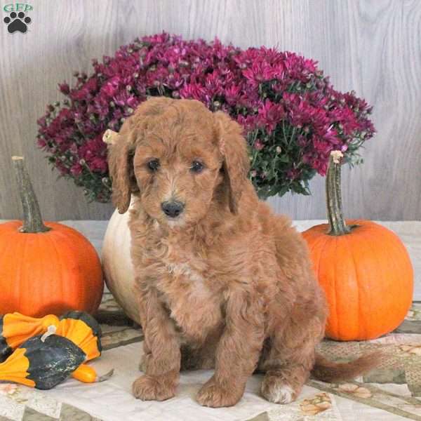 Nicole, Goldendoodle Puppy