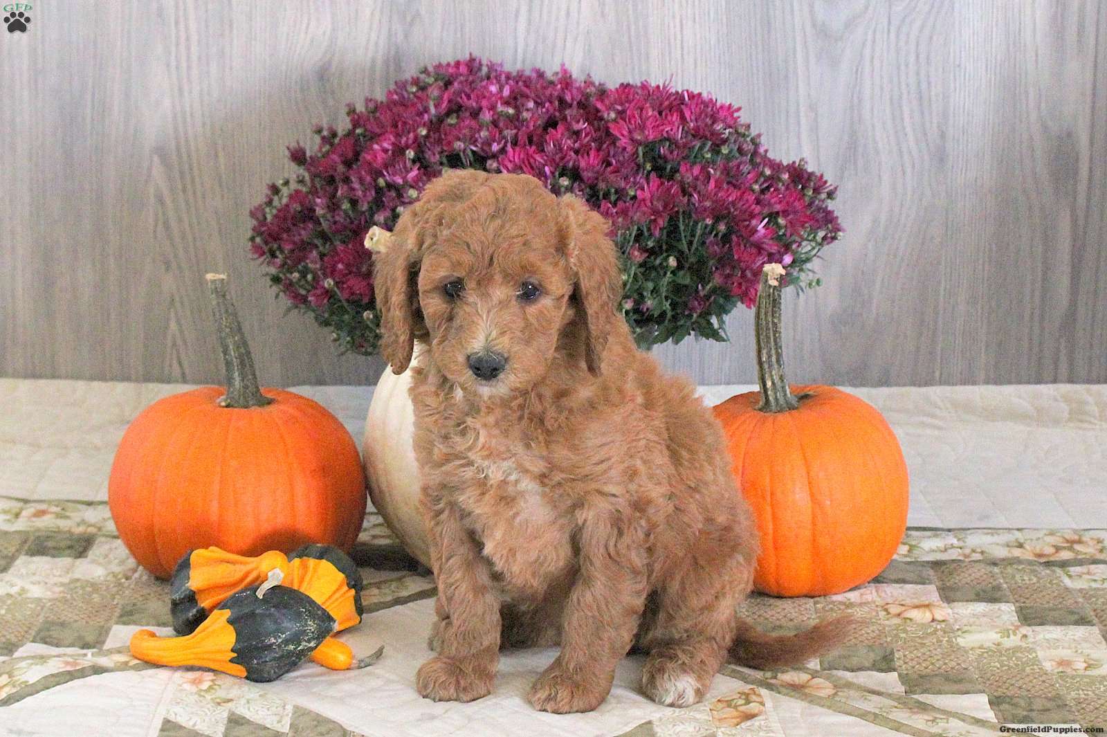 Nicole (Doodle / designer cross, Female) in Kinzers, PA