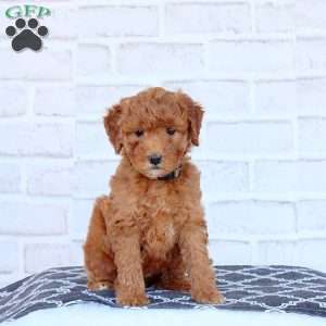 Nicole, Mini Goldendoodle Puppy
