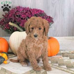 Nicole, Goldendoodle Puppy
