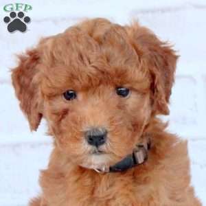 Nicole, Mini Goldendoodle Puppy
