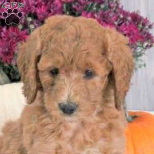 Nicole, Goldendoodle Puppy