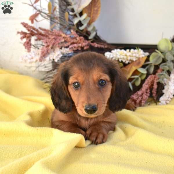 Nitro, Dachshund Puppy