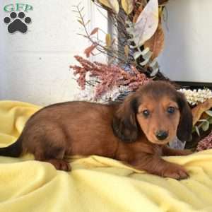 Nitro, Dachshund Puppy