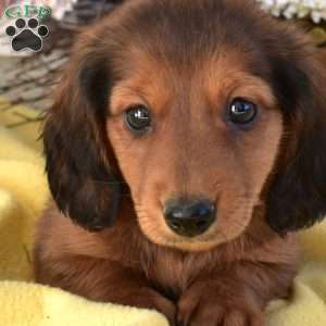 Nitro, Dachshund Puppy