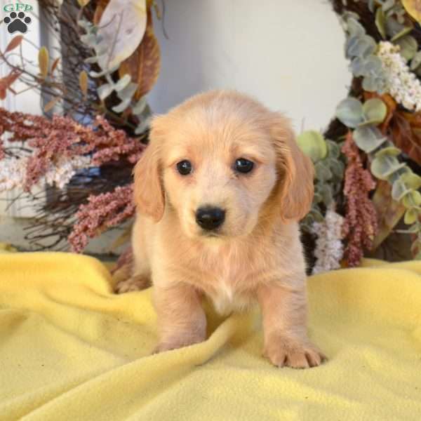Noah, Dachshund Puppy