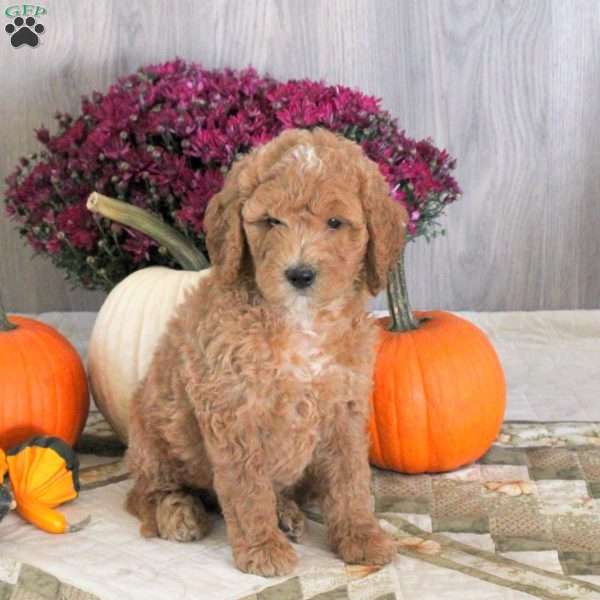 Noah, Goldendoodle Puppy
