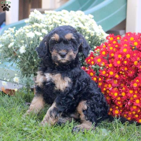 Noah, Standard Poodle Mix Puppy
